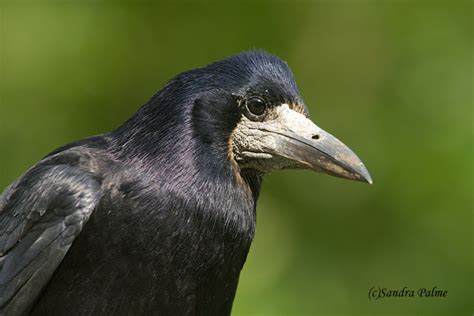 Rook - bird photos by Sandra Palme