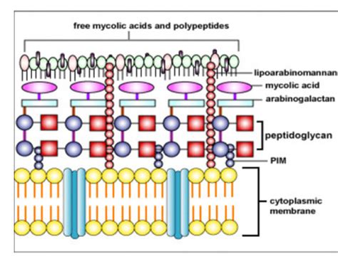 Biology 3 - Tuberculosis (TB) Mycobacterium tuberculosis Flashcards ...