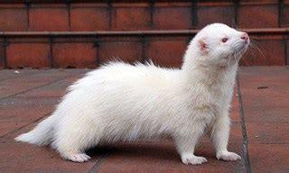 The Ultimate List Of Most Popular Ferret Breeds In Australia