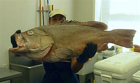 Grouper Identification - Pensacola Fishing Forum