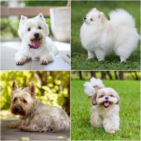 8 Best Dog Breeds For People Over 50