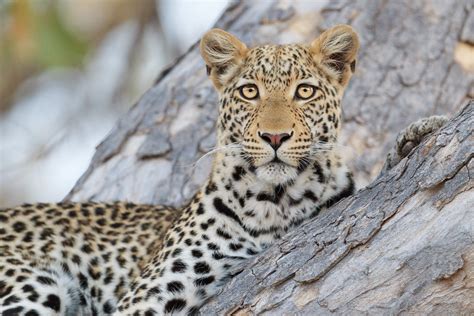 Leopard Perched In A Tree • Wildlife Photography Photo Prints