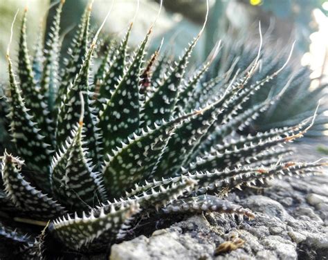 Is The Aloe Vera Plant In The Cactus Family - Plantă Blog