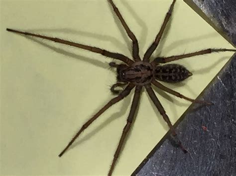 Eratigena duellica (Giant House Spider) in Portland , Oregon United States