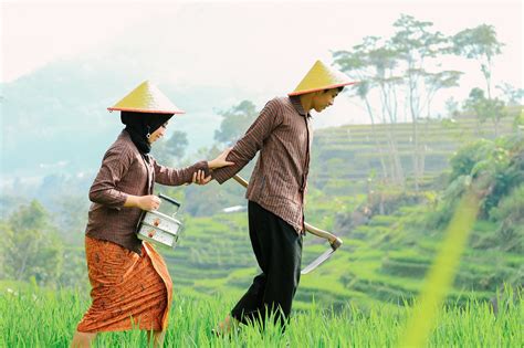 Petani Sawah Bakal dapat Bantuan Benih Padi dari Dinas Pertanian