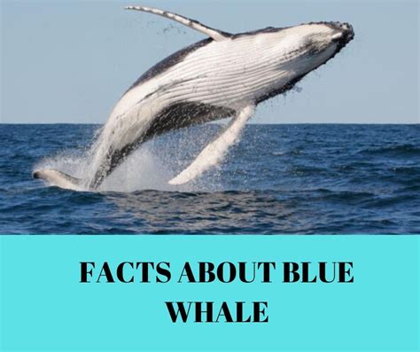 Blue Whale Facts