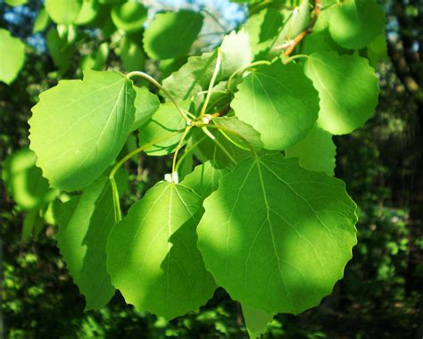 Poplar Tree Identification