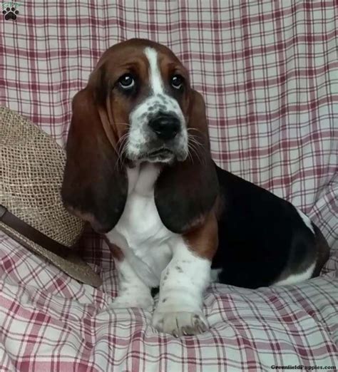 Basset Hound Puppies Breed Info Petland Frisco, Texas, 46% OFF