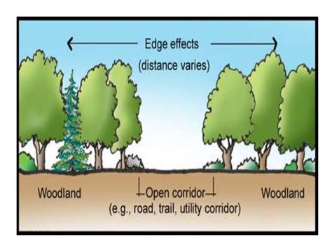 Ecotone and edge effects & ecological succession