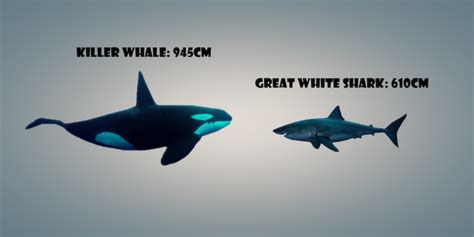 Orca vs Great white shark - Animal fight club