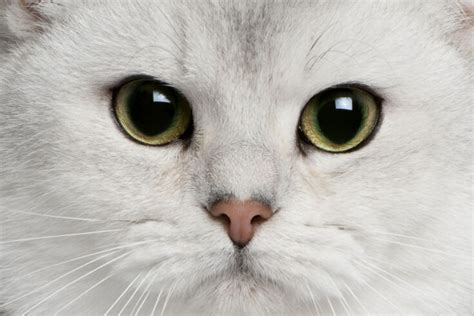 12 Most Popular British Shorthair Colors (2022) | From Cinnamon to Lilac I Discerning Cat