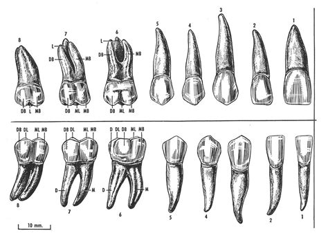 human teeth diagram | Medical drawings, Teeth drawing, Tooth tattoo