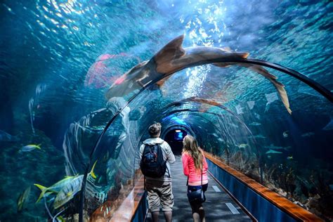 Aquarium Tunnel Stock Photos, Images and Backgrounds for Free Download