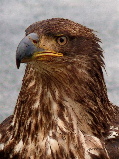 Young Bald Eagle Portrait Photograph by Gail Bridger