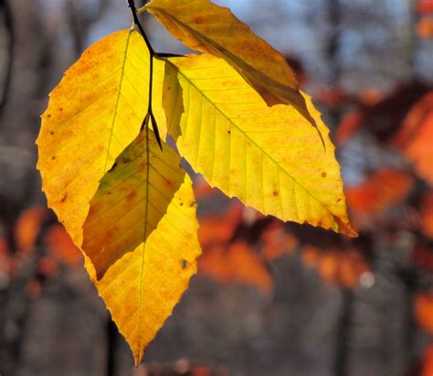 beech leaves autumn | American Beech Fagus grandifolia The b… | Flickr