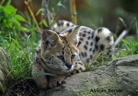 Serval Cat - Animal Facts Encyclopedia