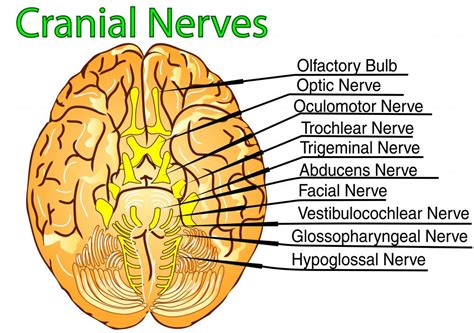 7th Cranial Nerve Anatomy