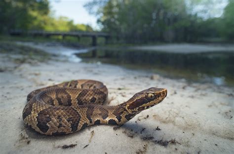 Venomous Snake Bites | Lexington Medical Center Blog | LexWell