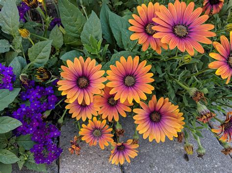 African Daisies have to be one of my favorite flowers! | Garden inspiration, Starting a garden ...