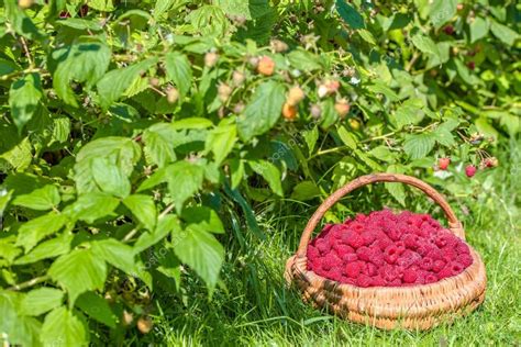 Fresh raspberries basket, raspberry bushes in the garden, autumn harvest season — Stock Photo ...