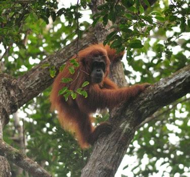 Orang-utan conservation in Sarawak