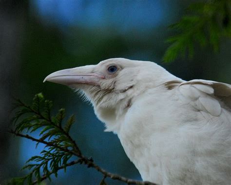 Leucistic white raven, Vancouver Island. | White raven, Animals, Raven