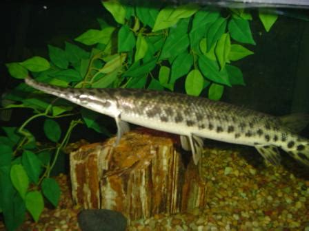 Animal Picture: Spotted gar