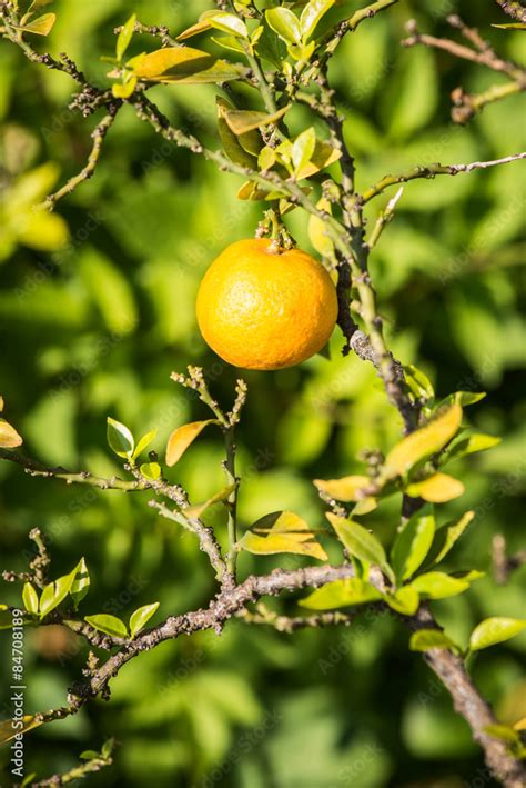 bergamot fruit - citrus bergamia plant Stock Photo | Adobe Stock