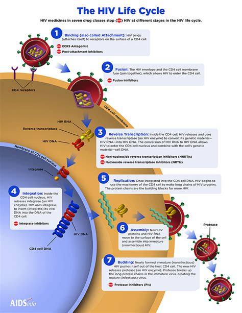 The HIV Life Cycle | HIVINFO