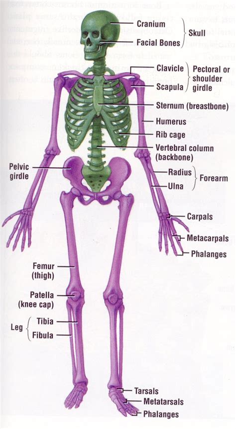 skeletal system diagram - ModernHeal.com