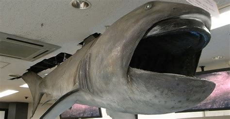 Megamouth Shark Pictures - AZ Animals