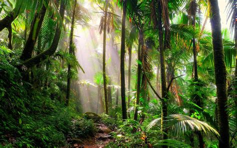 Incredible Tropical Rainforest Plants to See on Your Next Vacation | Travel + Leisure