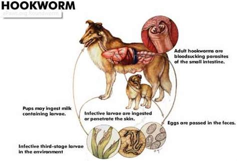 How Long Can A Puppy Live With Hookworms