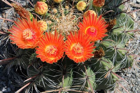 Another hardy cactus in flower | Plant Delights Nursery Blog