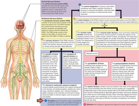 The Nervous System