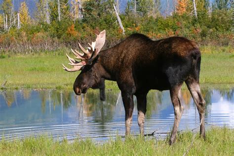 Moose Animal