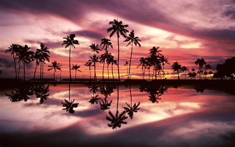 Palm Tree Wallpapers (65+ pictures) - WallpaperSet