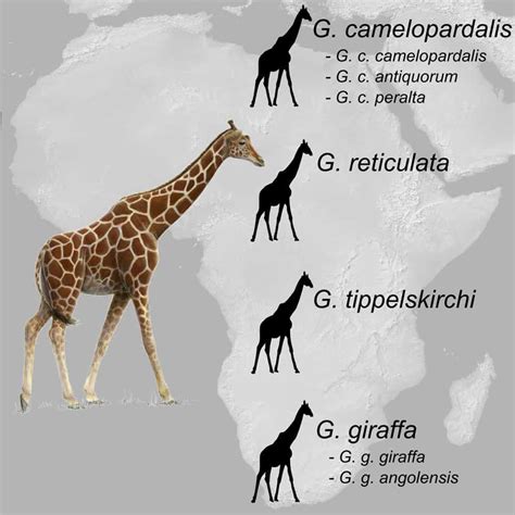 Guide to Giraffe Species: How Many Types of Giraffes Are There? | Storyteller Travel