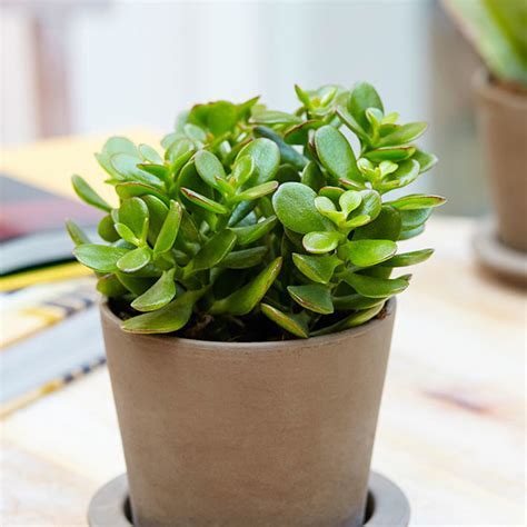 Jade Plant Feng Shui | Ernest Thaker