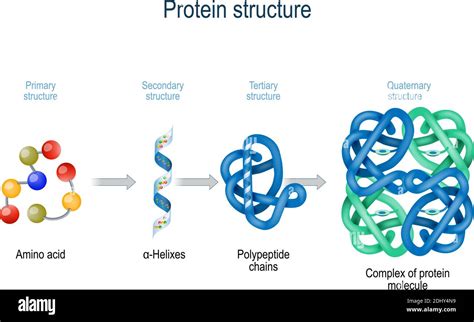 Levels of protein structure from amino acids to Complex of protein molecule. Protein is a ...