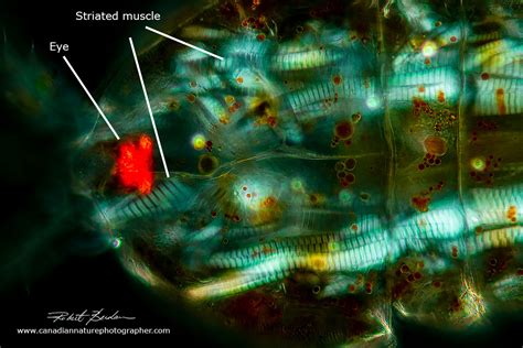 Polarization Microscopy The Motic BA310 Polarizing Microscope a Review - The Canadian Nature ...