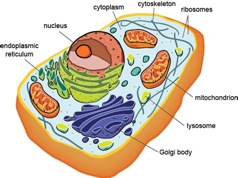 Ms. Raino's Science Classroom!: Cell Structure, by Grace