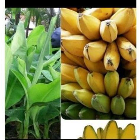 Jual bibit pohon pisang kepok atau cau kepok | Shopee Indonesia