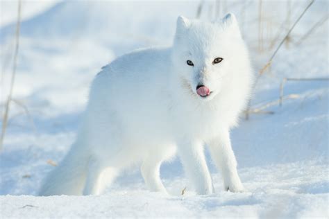 pets, arctic, mouth open, animals in the wild, animal, animal wildlife, nature, white color ...