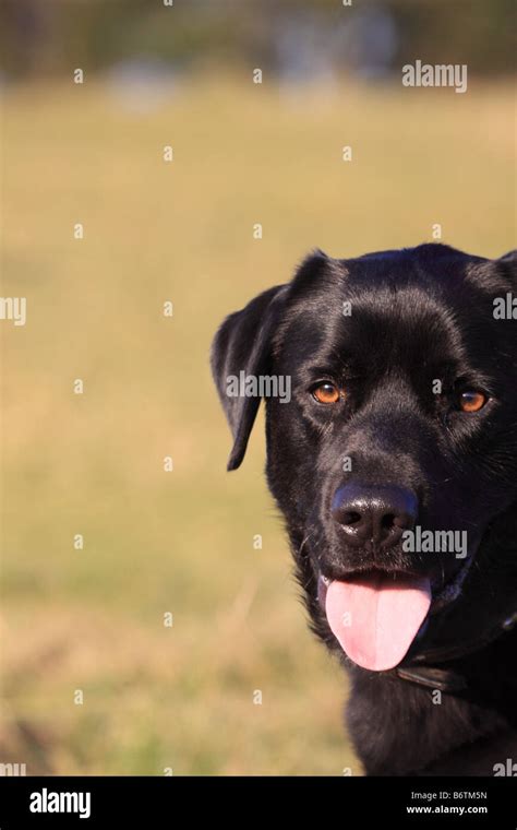 Black male Labrador Retriever, England, UK Stock Photo - Alamy