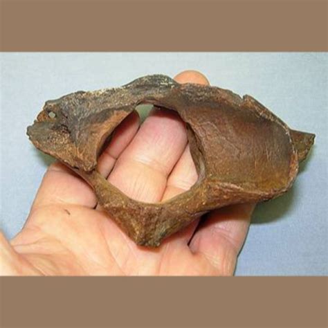 American Lion Atlas Fossil - Fossils & Artifacts for Sale | Paleo ...