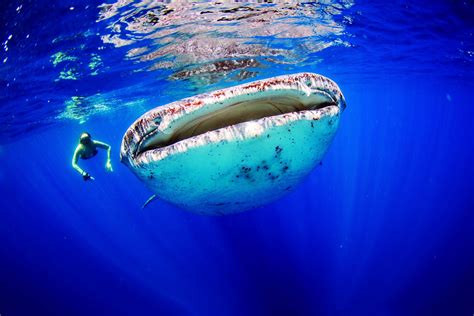 Snorkeling Playa del Carmen, Mexico – ScubaCaribe