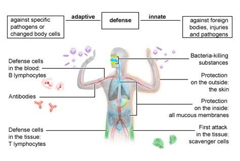 The innate and adaptive immune systems | informedhealth.org