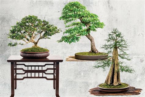 Great Bonsai Tree Houston in the world Don t miss out | leafyzen