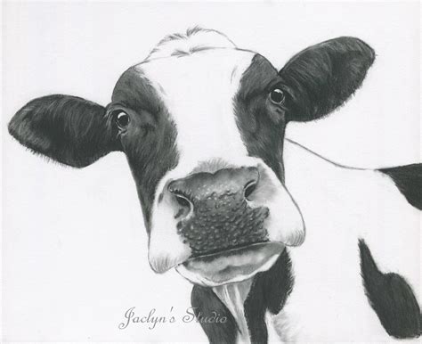 Cow Head Painting at PaintingValley.com | Explore collection of Cow Head Painting